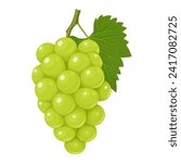 Vector illustration, muscat grapes, isolated white background.