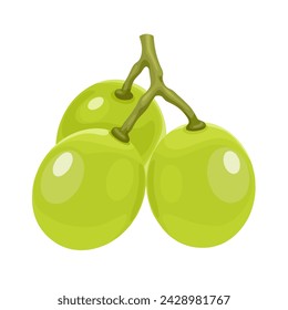 Ilustración vectorial, uvas de moscatel, fondo blanco aislado.