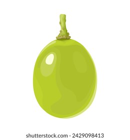 Vector illustration, muscat grapes, isolated white background.