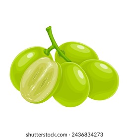 Vector illustration, muscat grapes, isolated white background.