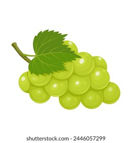 Vector illustration, muscat grapes, isolated white background.