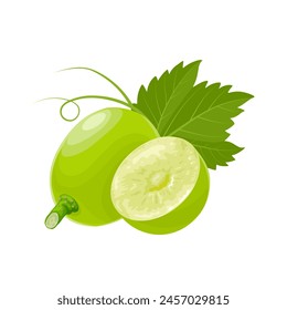 Vector illustration, muscat grapes, isolated white background.