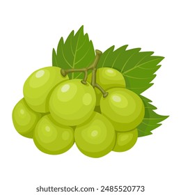 Vector illustration, muscat grapes, isolated white background.