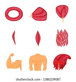 Vector illustration of muscle and cells sign. Set of muscle and anatomy stock vector illustration.