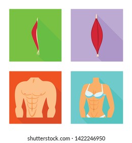 Vector illustration of muscle and cells sign. Set of muscle and anatomy vector icon for stock.