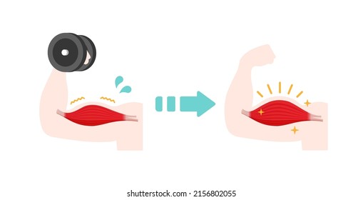 Vector illustration of muscle training