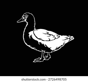 Ilustración vectorial de un pato moscovita