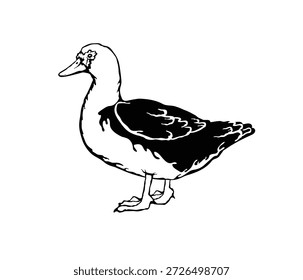 Ilustración vectorial de un pato moscovita