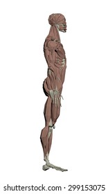 Vector illustration of the muscular structure of the person. 3D. Isolated. Polygons. EPS 8.