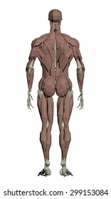 Vector illustration of the muscular structure of the person. 3D. Isolated. Polygons. EPS 8.
