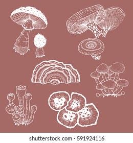 vector illustration of mushroom and fungus