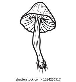vector illustration of mushroom graphic design, icon, art tattoo sketch, logo, hand draw, use in print