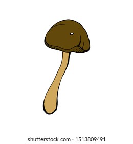 Vector illustration of a mushroom. Isolated on a white background. For design, botanical books, children's books, sticker. 