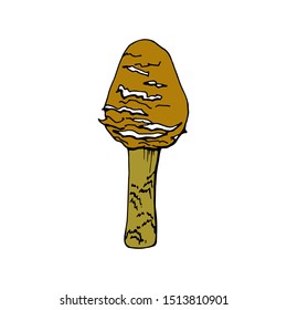 Vector illustration of a mushroom. Isolated on a white background. For design, botanical books, children's books, sticker. 