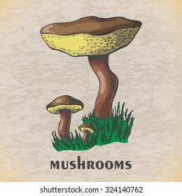 Vector illustration of a mushroom. Vector illustration for your design