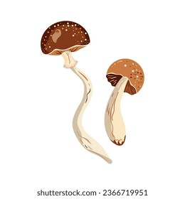 Vector illustration of mushrooms. Mushrooms, buttercups, porcini mushrooms, edible mushrooms. Autumn, autumn forest, harvest. Isolated on white background.
