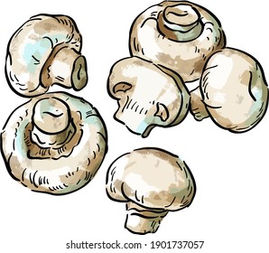 Vector illustration with mushrooms champignons