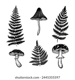 
Vector illustration with mushrooms and fern, magical aesthetics, wildlife, retro vintage engraving style