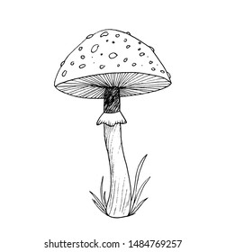 Vector illustration of mushrooms, hand-drawn 