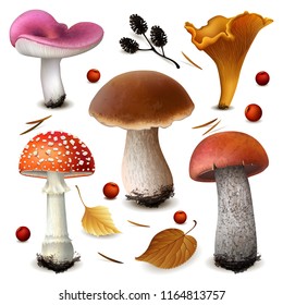 Vector illustration - mushrooms set with cones and leaves Isolated on white background. EPS 10