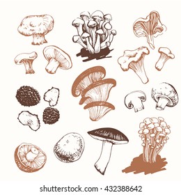 Vector illustration with mushrooms: shiitake, chanterelle, honey in sketch style on white background. Fresh organic food.