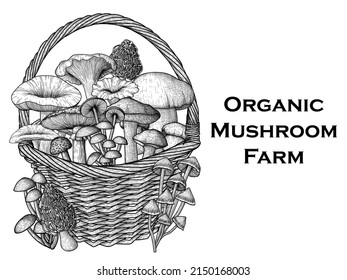 Vektorgrafik von Pilzen in einem Korbweidenkorb im Stil einer Gravur. Lineare grafische Fliegenagarik, Chanterelles, Porcini-Pilze, Honigpilze, Morel, Mycena, Berostung, Boletus