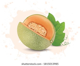 vector illustration of muskmelon with muskmelon leaf