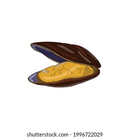 Vector illustration of a mussel isolated on white background