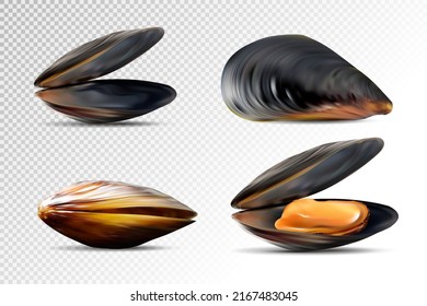 Vector illustration of mussels. Fresh seafood. Realistic 3d detailed items