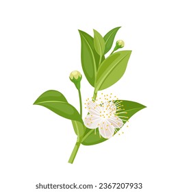 Vector illustration, myrtus or better known as myrtle, isolated on white background.