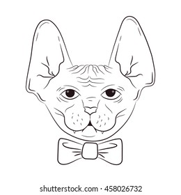 Vector Illustration with a naked cat of breed the Sphinx. Hand-drawn.
