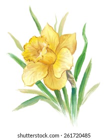 Vector illustration of narcissus flower. Drawing watercolor for spring or summer design