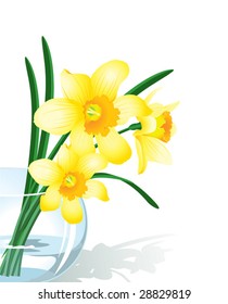 Vector illustration narcissus in glass vase