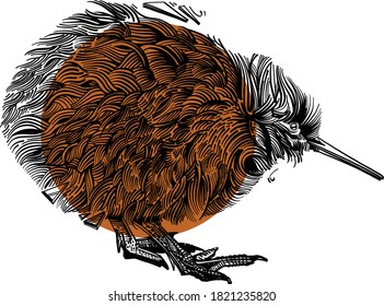 la ilustración vectorial de la nativa ave neozelandesa kiwi