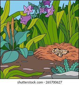 Vector illustration, natural background (bird's nest in a field)