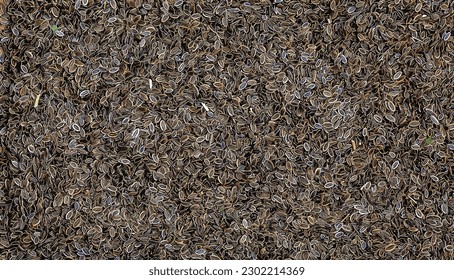 Vector illustration of natural background of dill seeds. Spring or autumn sowing of herbs and spices.

