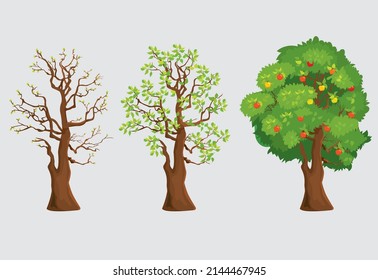 Vector illustration of natural phenomenon how the foliage of tree changes in seasons