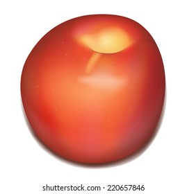 vector of illustration nectarine isolated on white background