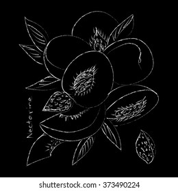 Vector illustration of nectarines. black and white graphics Linear. Hand drawing, good for textile printing. Nice for coloring books
