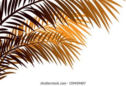 Vector illustration of needleleaf palm tree.