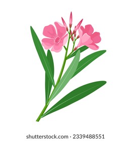 Vector illustration, nerium oleander, isolated on white background.