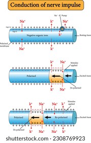 vector illustration nerve impulse transmission along neuron