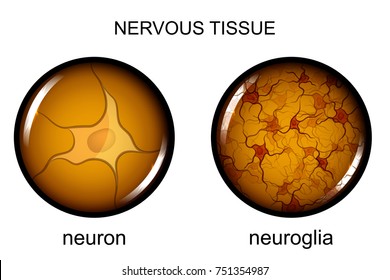 Vector Illustration Of Nervous Tissue. Neuron And Neuroglia