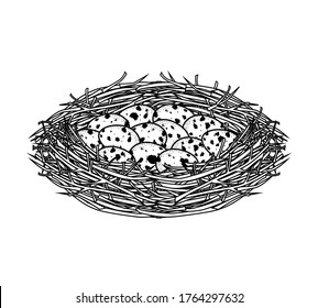 Ilustración vectorial de un nido de huevos de codorniz