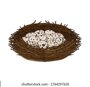 Vector illustration of a nest of quail eggs