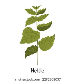 Vector illustration of nettle grass or mint in a flat style isolated on a white background. Medical herbs and medicinal plants.