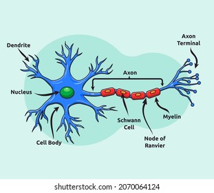 Vector illustration of neuron anatomy