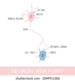Vektorgrafik der Neuronanatomie. Axon, Dendriten-Empfänger und Zellkörper, Zellkerne, Synapse