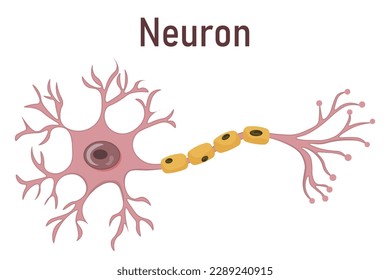 vector illustration of neuron anatomy isolated on white background. Structure.