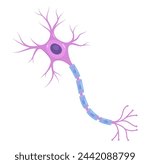 Vector Illustration of neuron anatomy (nerve cell axon and myelin sheath